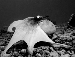 Caribbean Reef Octopus. Large enough to return my curiosi... by Thomas Dinesen 